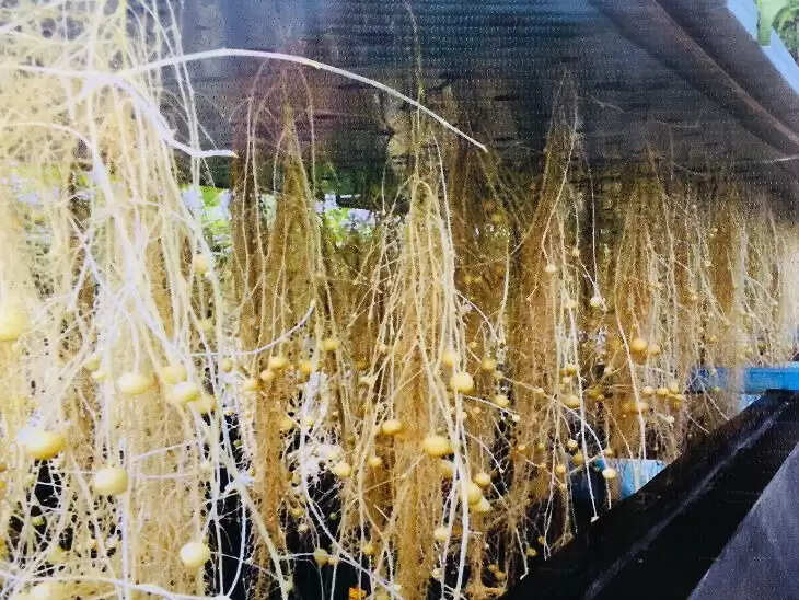 हरियाणा में एरोपोनिक तकनीक से आलू उत्पादन में क्रांति