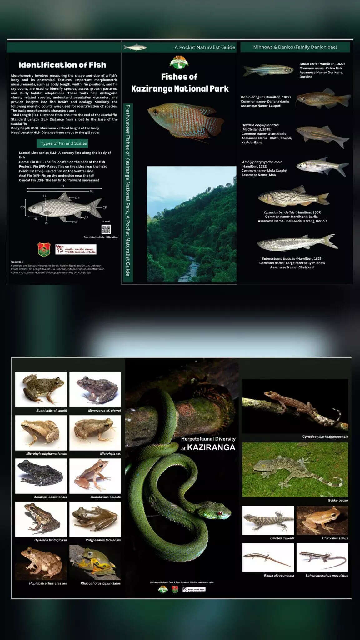 काजीरंगा नेशनल पार्क में जलीय जीवन की विविधता का अद्भुत प्रदर्शन