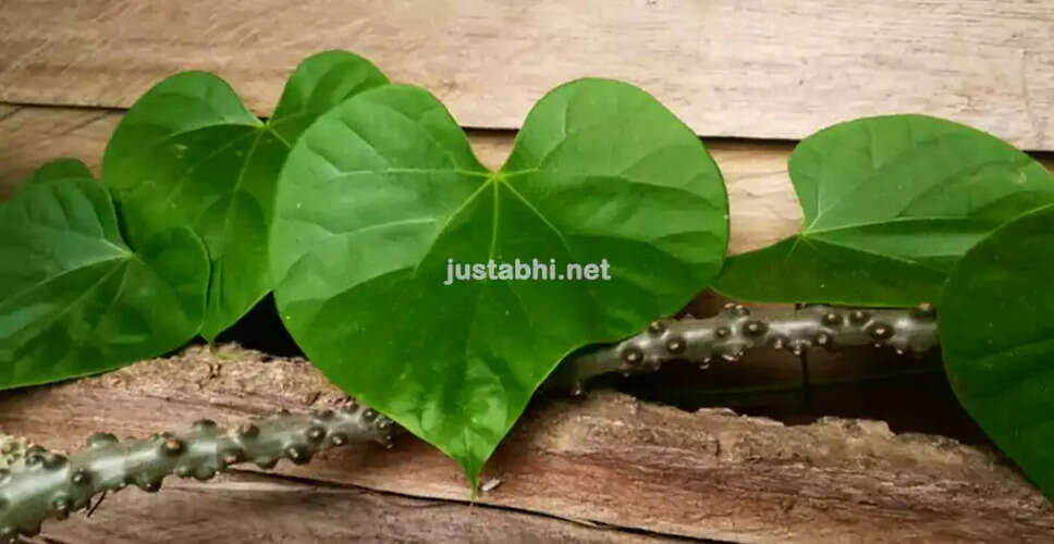 गिलोय: आयुर्वेद में स्वास्थ्य के लिए महत्वपूर्ण औषधि