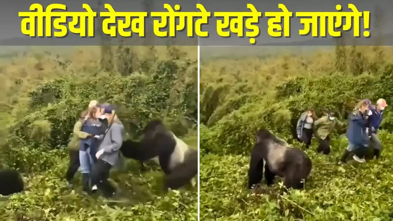 महिला पर गोरिल्ला का हमला: वायरल वीडियो ने मचाई सनसनी