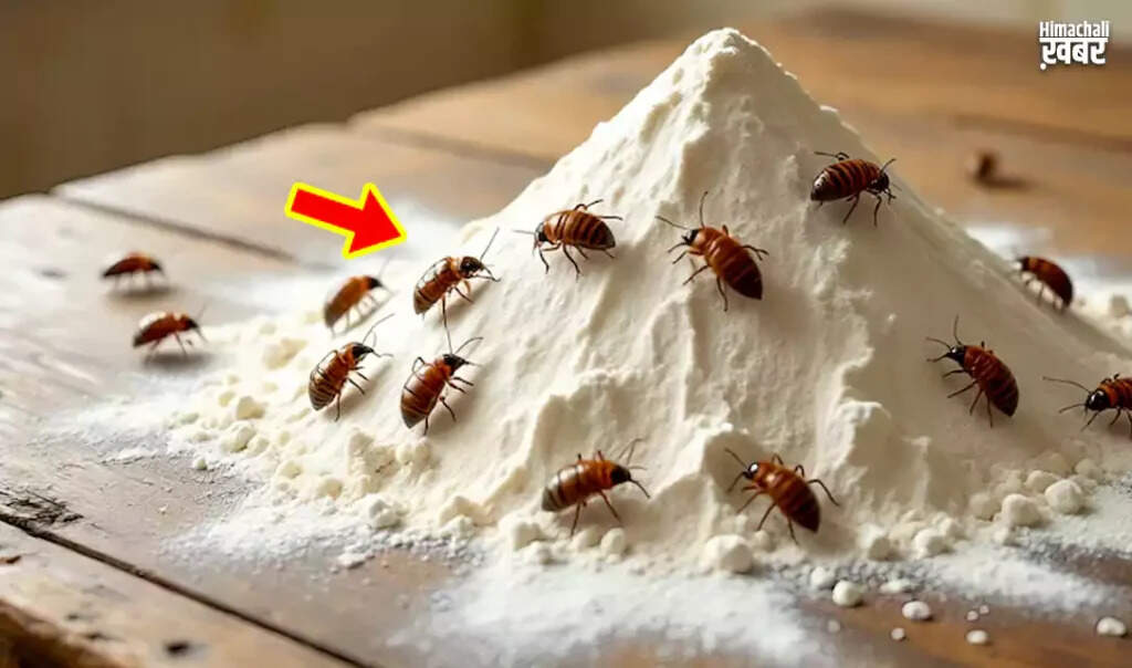 बारिश में आटे को कीड़ों से बचाने के प्रभावी उपाय