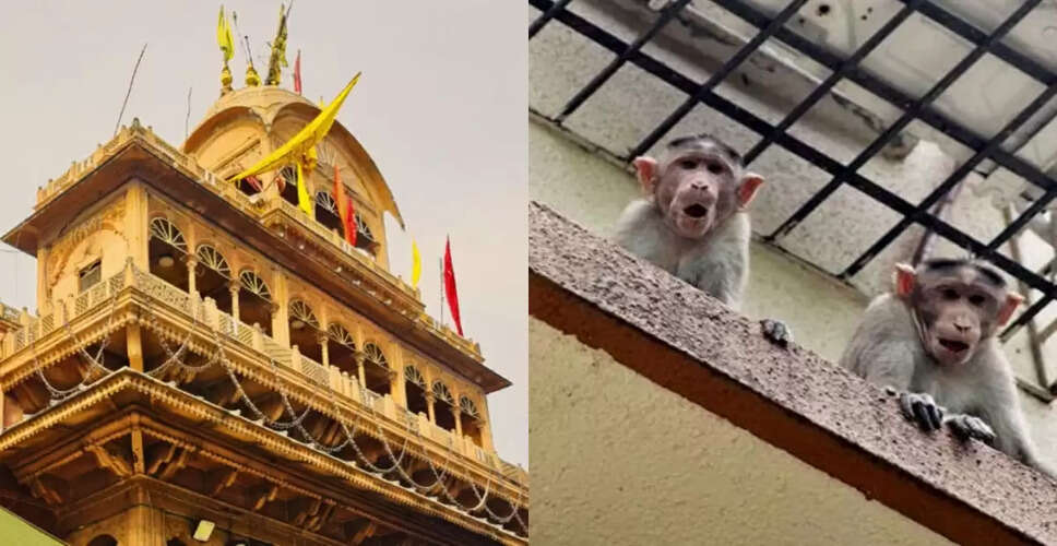 बंके बिहारी मंदिर में बंदर ने चुराई 20 लाख की ज्वेलरी, पुलिस ने ऐसे की बरामदगी