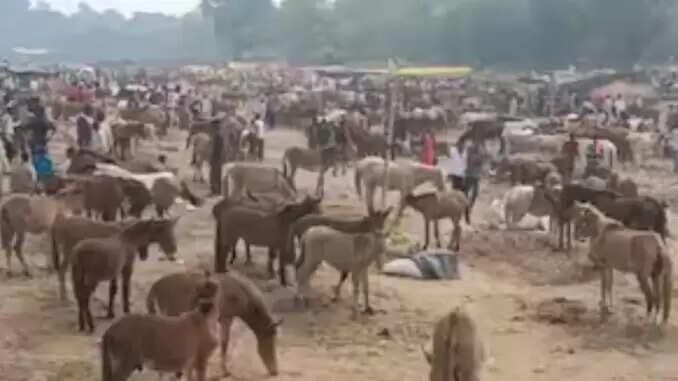 चित्रकूट में ऐतिहासिक गधा मेला: श्रद्धालुओं की भीड़ और व्यापार की धूम