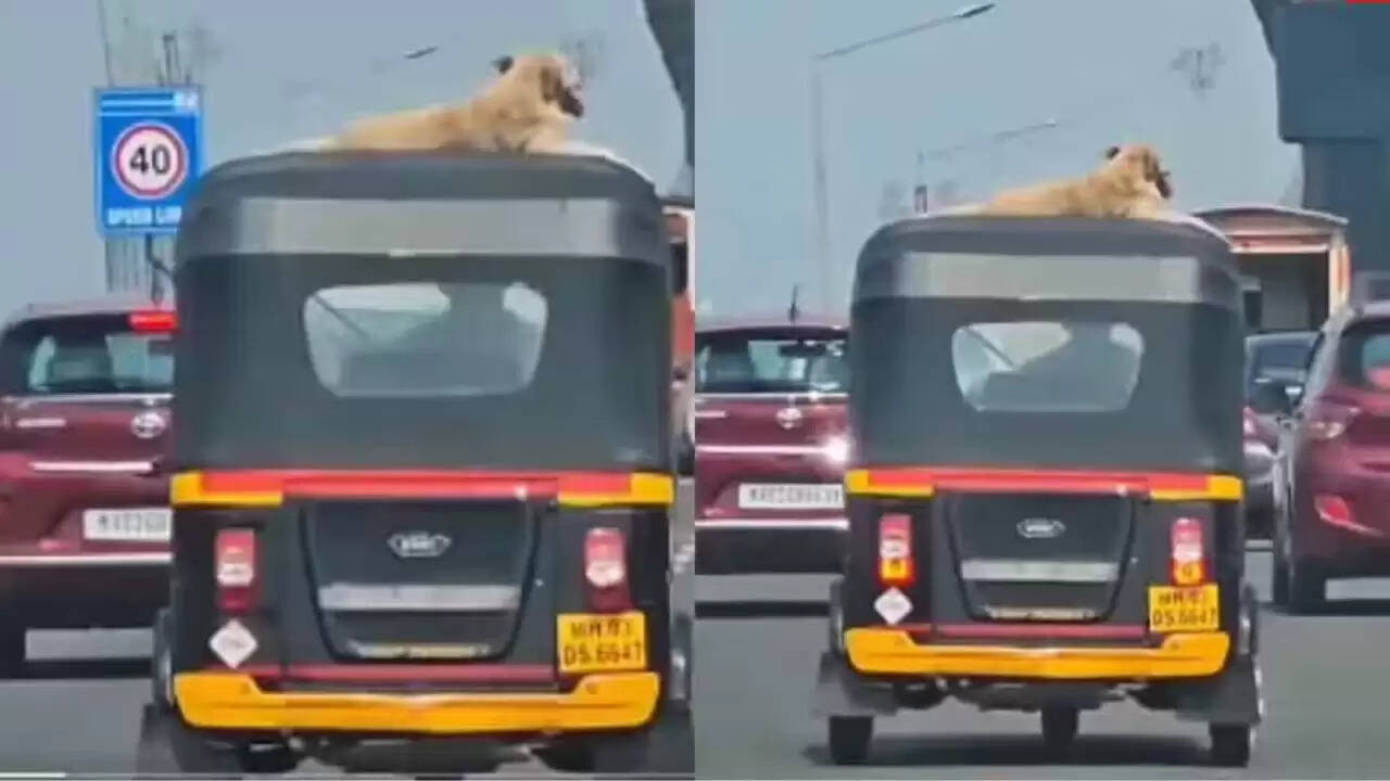 डोगेश भाई का अनोखा सफर: ऑटो की छत पर VIP मूड में कुत्ते की मस्ती