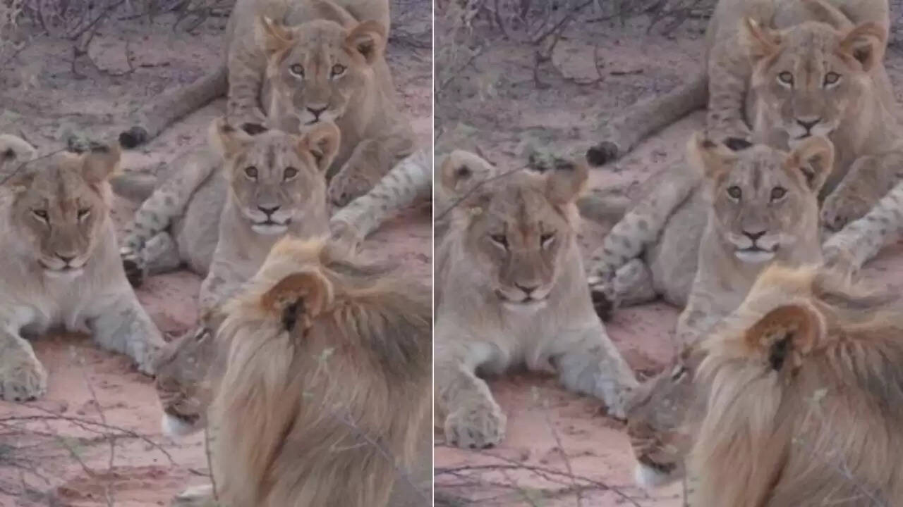 शेरनी सिरगा की अद्भुत कहानी: सात शेरों से अकेले लड़ी लड़ाई