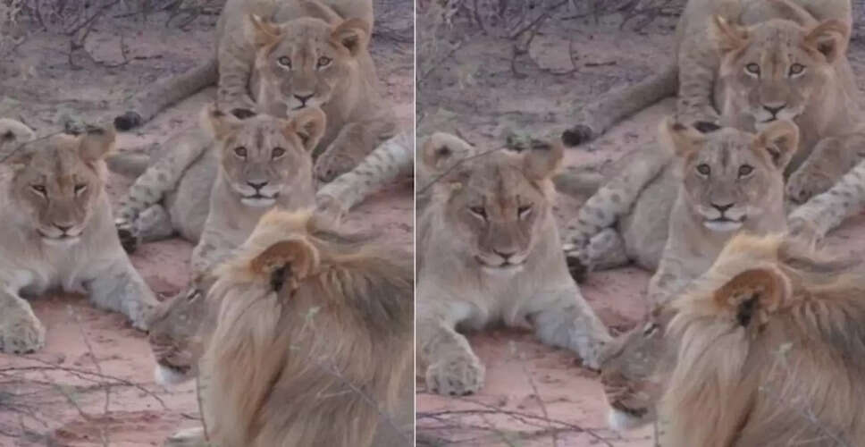 शेरनी सिरगा की अद्भुत कहानी: सात शेरों से अकेले लड़ी लड़ाई