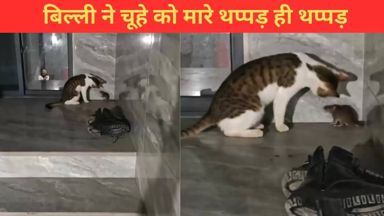 बिल्ली और चूहे की मजेदार भिड़ंत का वीडियो हुआ वायरल