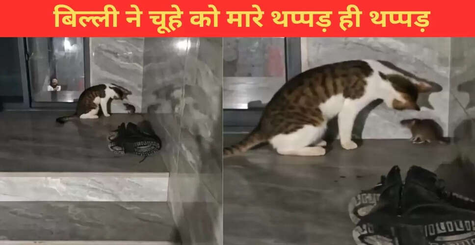बिल्ली और चूहे की मजेदार भिड़ंत का वीडियो हुआ वायरल