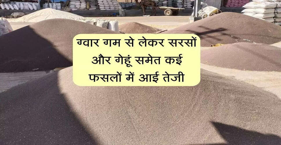 जयपुर मंडी में चना और गेहूं के भाव में वृद्धि