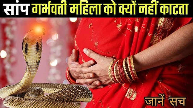गर्भवती महिलाओं को सांप क्यों नहीं काटते? जानें विज्ञान और मान्यता का रहस्य