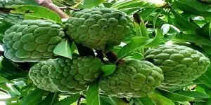 सीताफल: स्वास्थ्य के लिए अद्भुत फल के लाभ