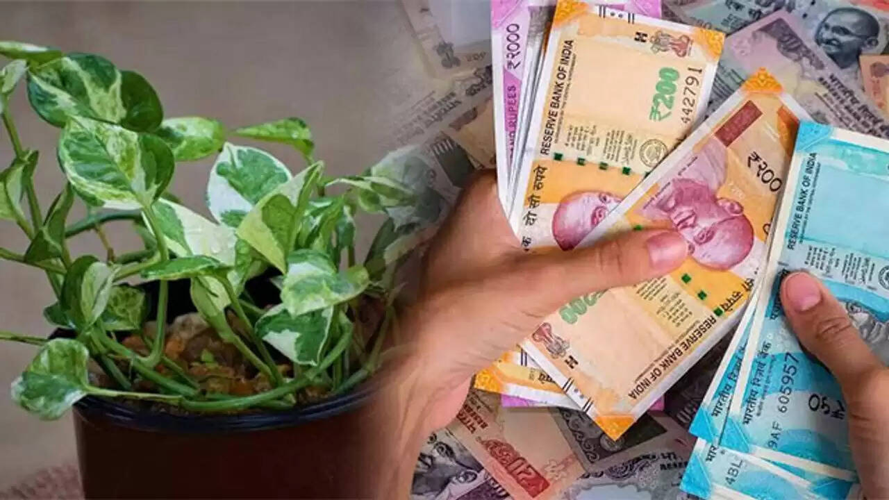 मनी प्लांट: चोरी से लगाने के फायदे और नुकसान