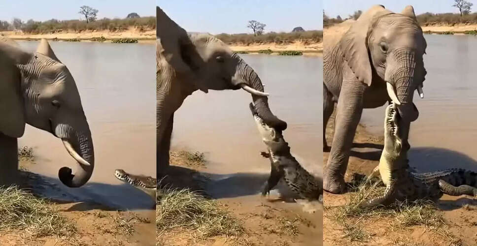 मगरमच्छ और हाथी के बीच अद्भुत संघर्ष का वायरल वीडियो