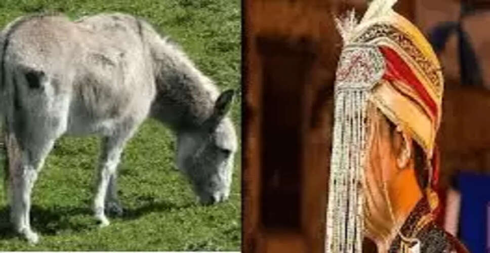 कोलंबिया की अजीब परंपरा: गधों के साथ संबंध और इसके पीछे के कारण