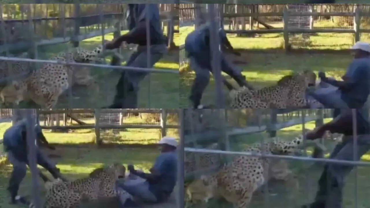 चीते का हैरान करने वाला वीडियो: ट्रेनर्स ने किया काबू