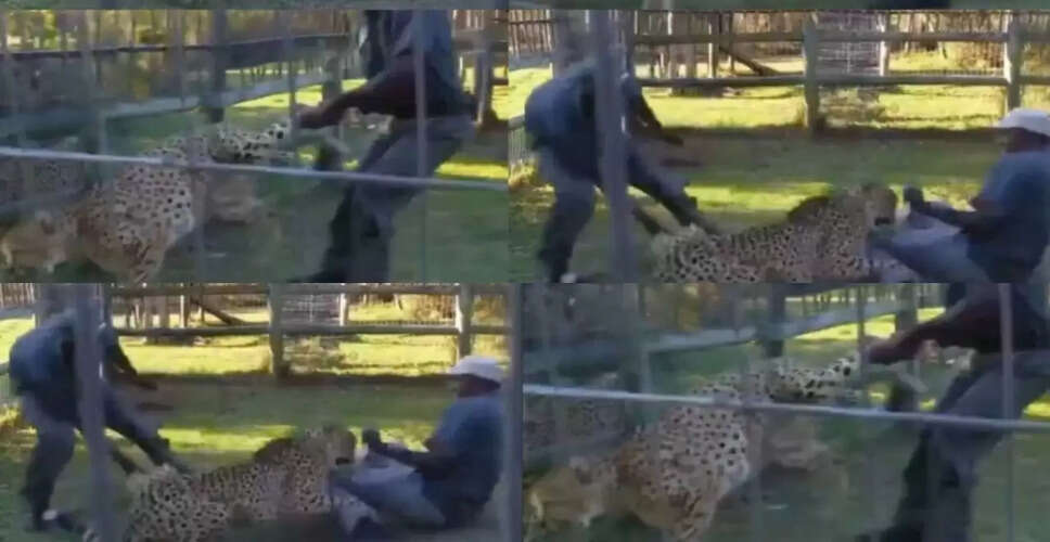 चीते का हैरान करने वाला वीडियो: ट्रेनर्स ने किया काबू