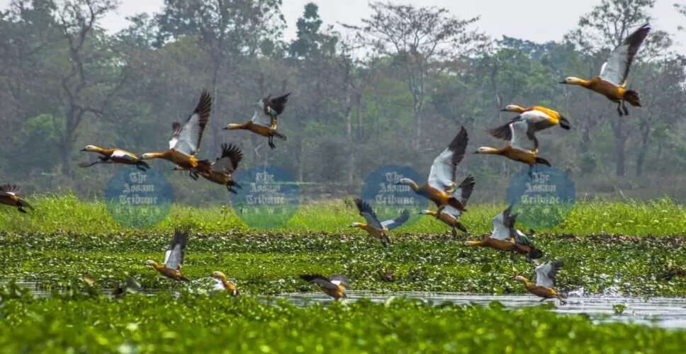 असम में पक्षियों की विविधता और संरक्षण की आवश्यकता