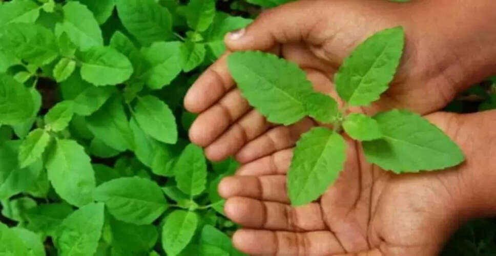 तुलसी के सेवन से जुड़ी सावधानियाँ: किन्हें नहीं करना चाहिए इसका उपयोग