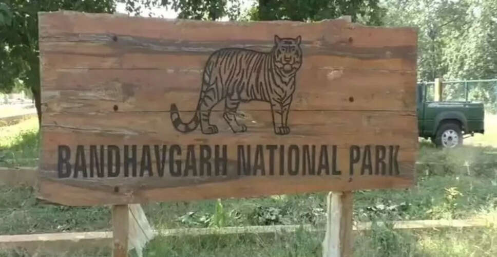 बांधवगढ़ टाइगर रिजर्व में फ्री सफारी का सुनहरा मौका