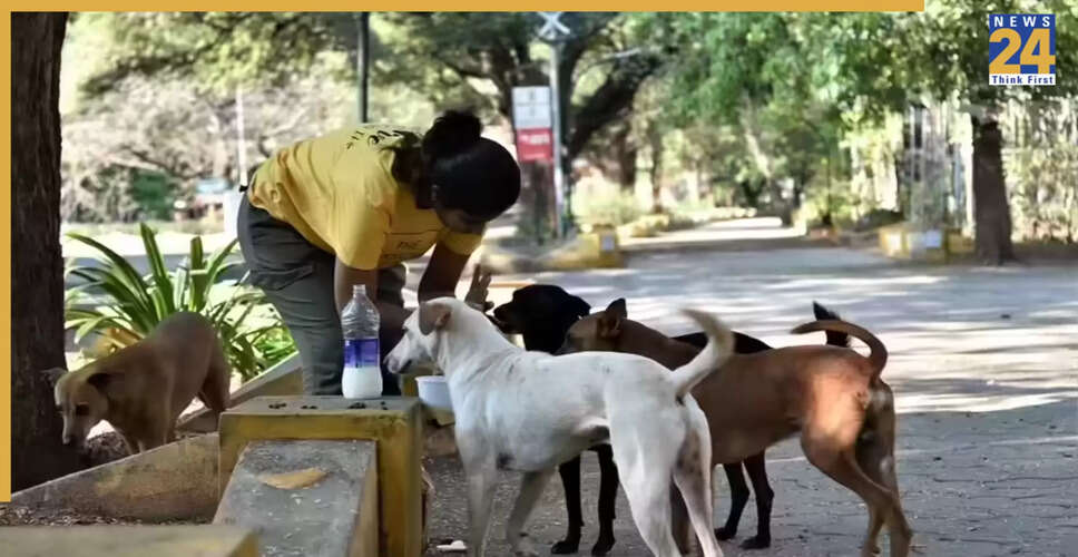 फरीदाबाद में कुत्तों को खाना देने पर महिला पर 1.25 लाख रुपये का जुर्माना