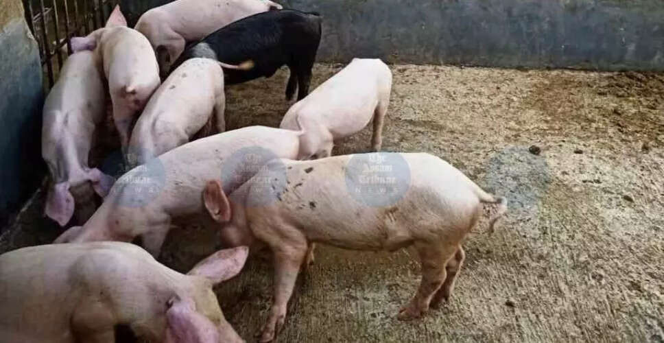 असम में अफ्रीकी सूअर बुखार से प्रभावित पिगरी उद्योग की स्थिति