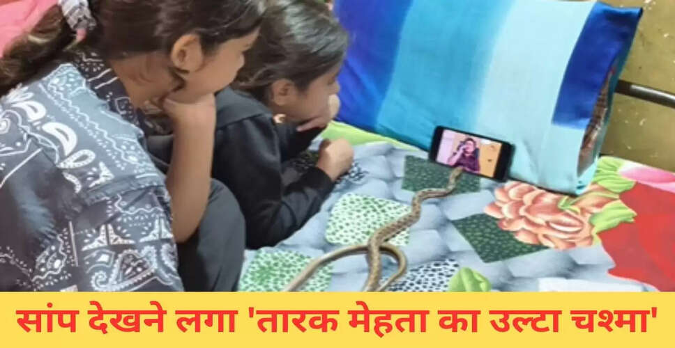 सांप की 'तारक मेहता का उल्टा चश्मा' देखने की लत, वायरल वीडियो ने किया सबको हैरान
