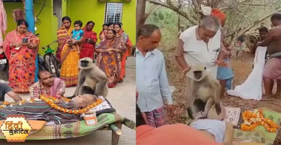लंगूर ने बुजुर्ग की अंतिम यात्रा में किया भावुक श्रद्धांजलि का प्रदर्शन