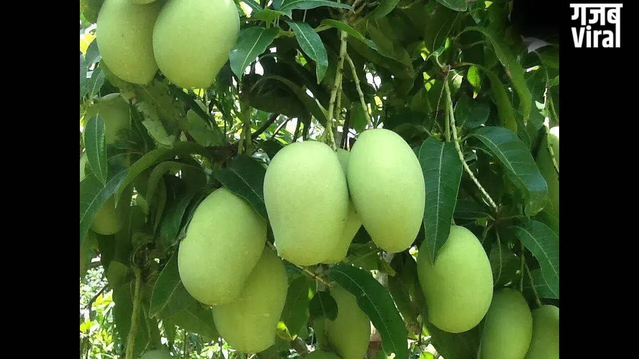 गर्मी में कच्चे आम के अद्भुत फायदे