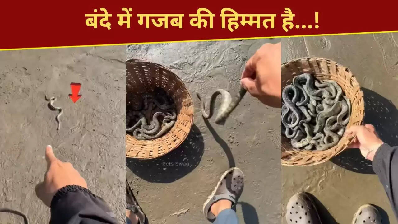साहसिक व्यक्ति ने 100 से अधिक जहरीले सांपों को बचाया, वीडियो हुआ वायरल