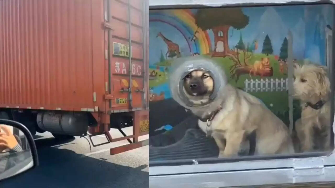 ड्राइवर का अनोखा जुगाड़: ट्रक में पालतू जानवरों के लिए पिंजरा