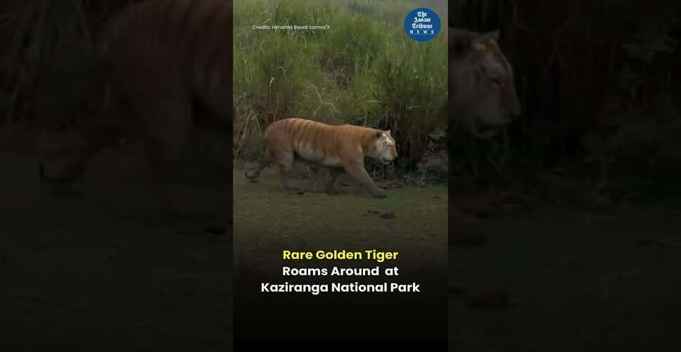 नई वीडियो सामग्री का अनावरण