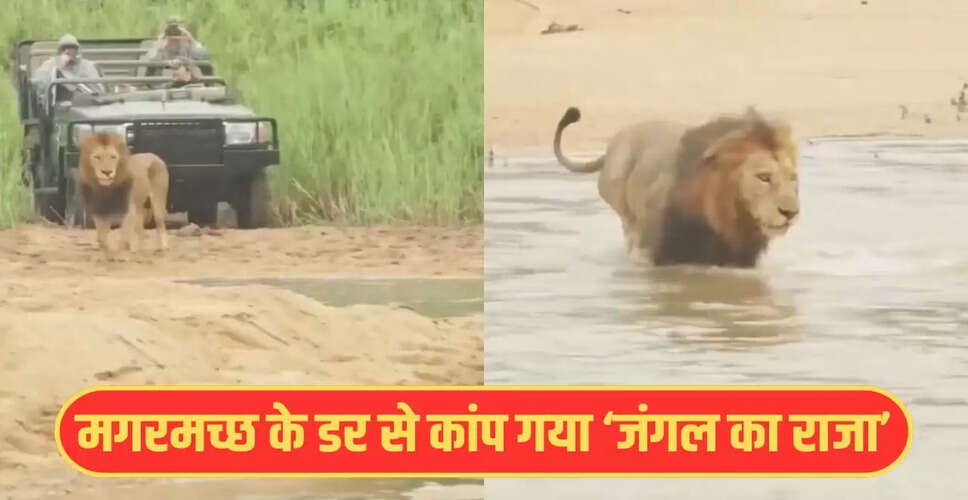 शेर और मगरमच्छ का रोमांचक सामना: वायरल वीडियो में देखिए