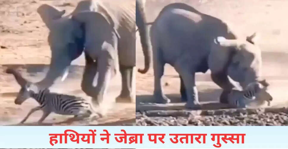 हाथियों के हमले का खौफनाक वीडियो: जेब्रा की हालत हुई खराब