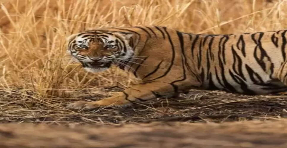 राजस्थान के रणथंभौर में सेल्फी ले रही भीड़ पर बाघ का हमला, दो घायल