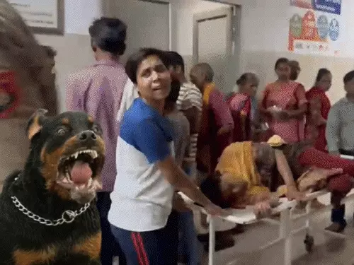कानपुर में रॉटविलर कुत्तों का महिला पर हमला, गंभीर रूप से घायल