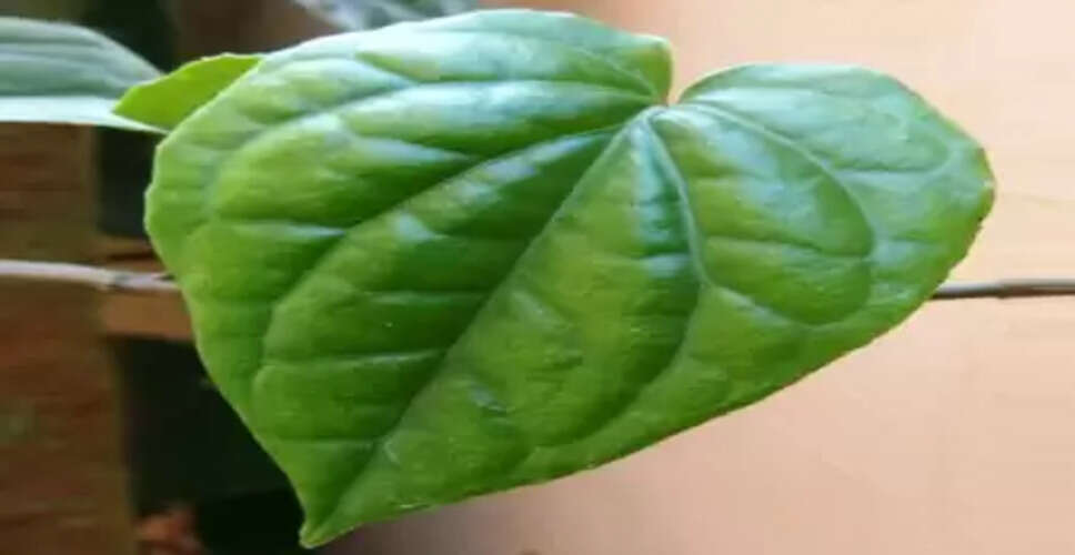 एंटी-बैक्टीरियल, एंटी-इंफ्लेमेटरी गुणों से भरपूर हैं पान के पत्ते, सेहतमंद रहने के लिए करें इस्तेमाल