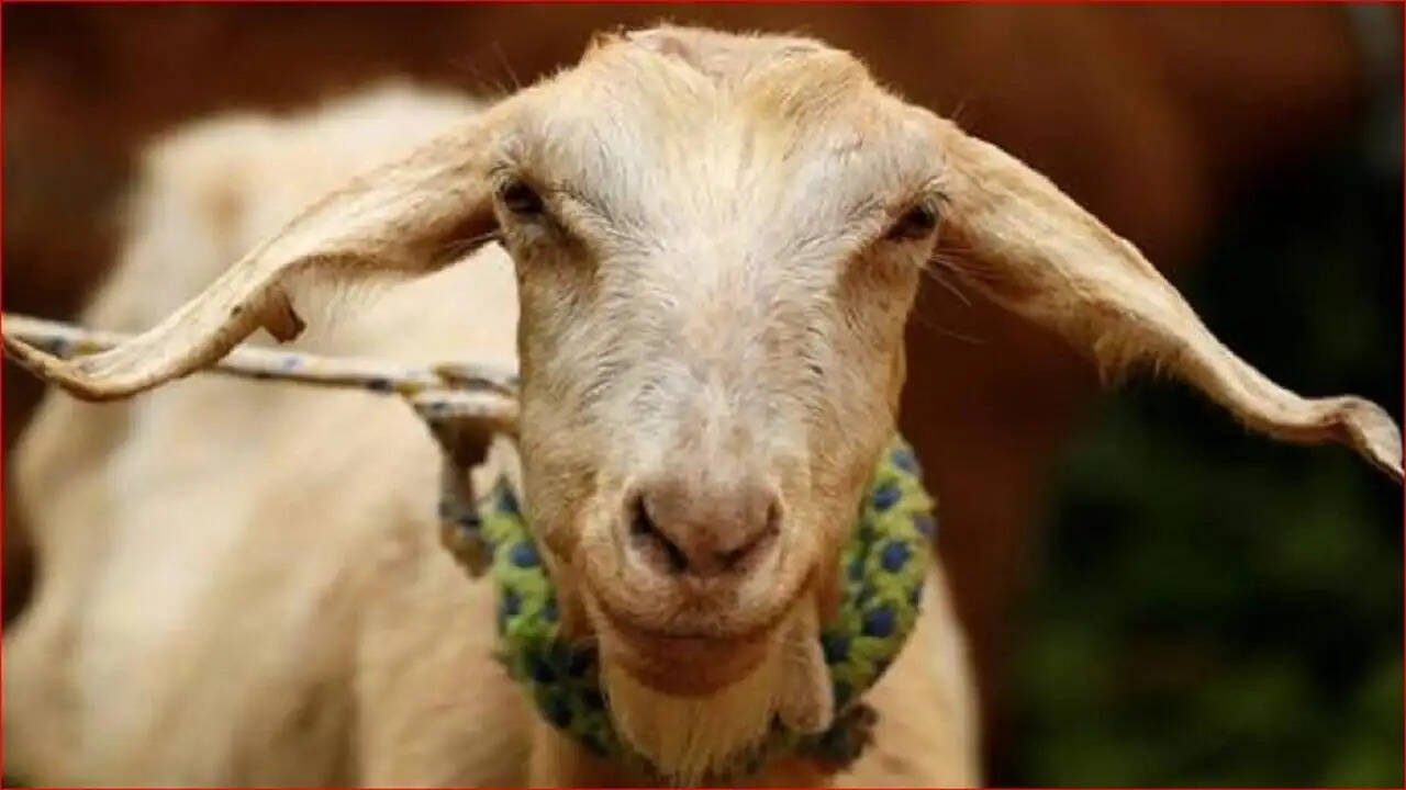 पटना में 10 वर्षीय बच्ची की हत्या का मामला: बकरी के बाल से खुला राज़