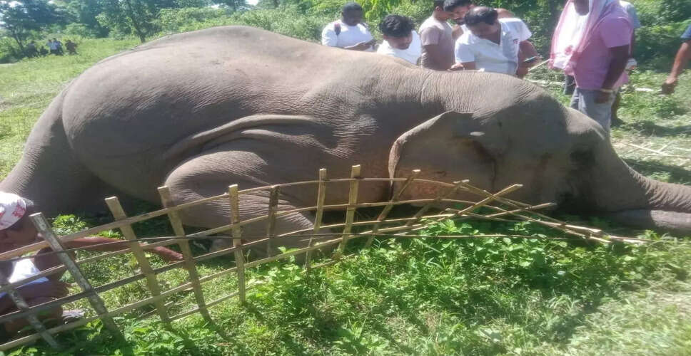 डिगबोई में एक और जंगली हाथी का शव मिला