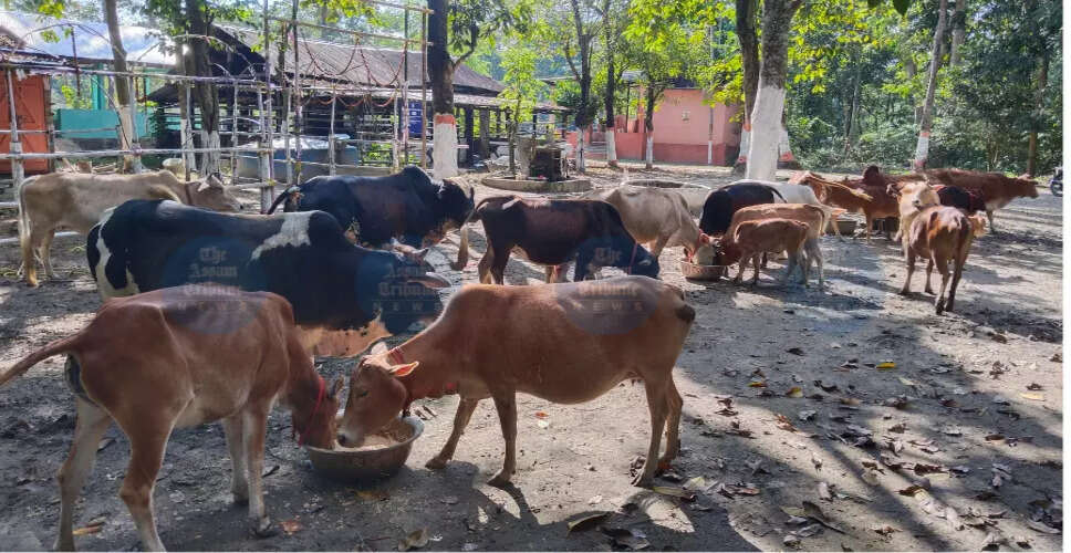 नलबाड़ी में 200 साल पुरानी गोशाला की दयनीय स्थिति