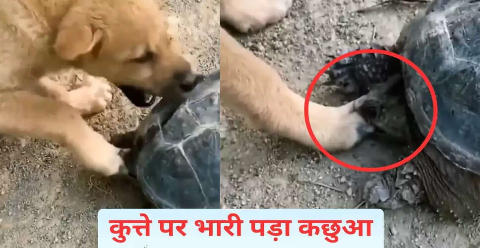कछुए ने कुत्ते को किया परेशान, मजेदार वीडियो हुआ वायरल
