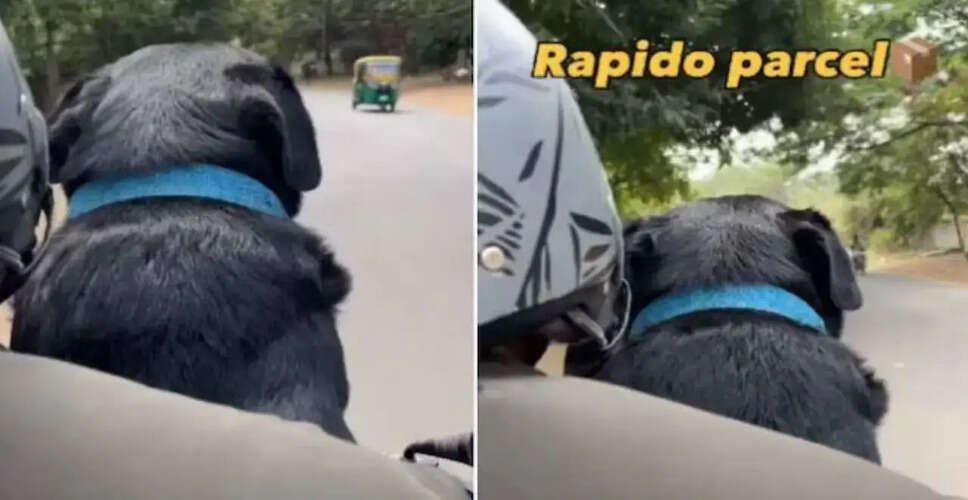 जानवरों के साथ बातचीत से मानसिक स्वास्थ्य में सुधार