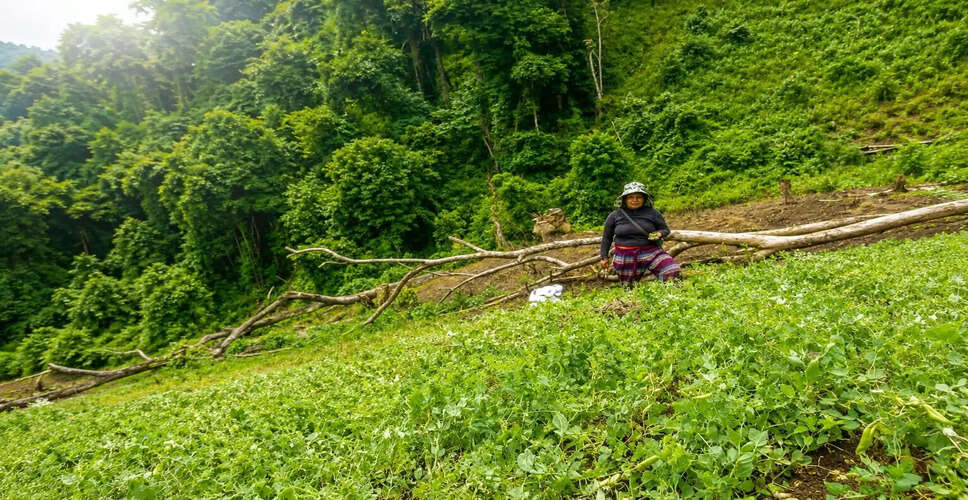मणिपुर में हरी मटर की फसल से नशामुक्ति की दिशा में एक कदम