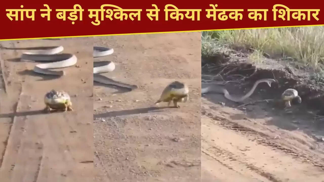 सांप का मेंढक का शिकार: खौफनाक नजारा वायरल