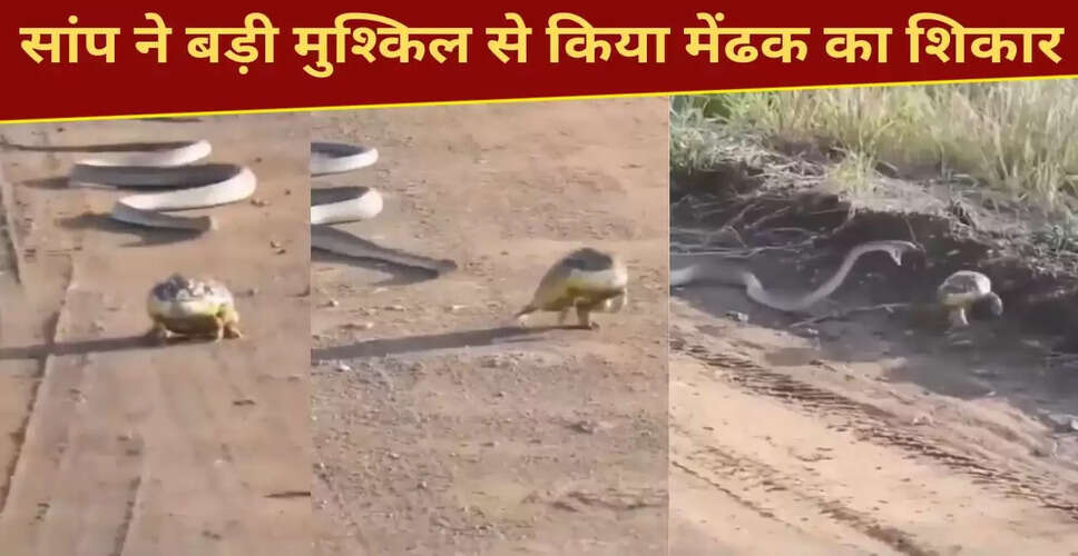 सांप का मेंढक का शिकार: खौफनाक नजारा वायरल