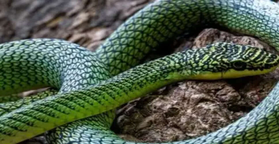 कंबोडिया में अद्भुत उड़ने वाले सांप और अन्य प्रजातियों की खोज