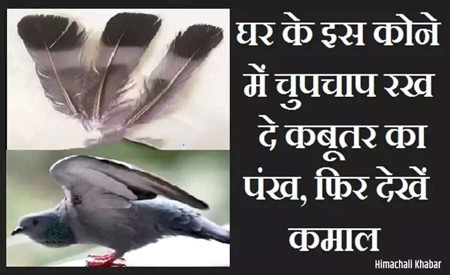 कबूतरों के उपाय से जीवन में खुशियों की बहार