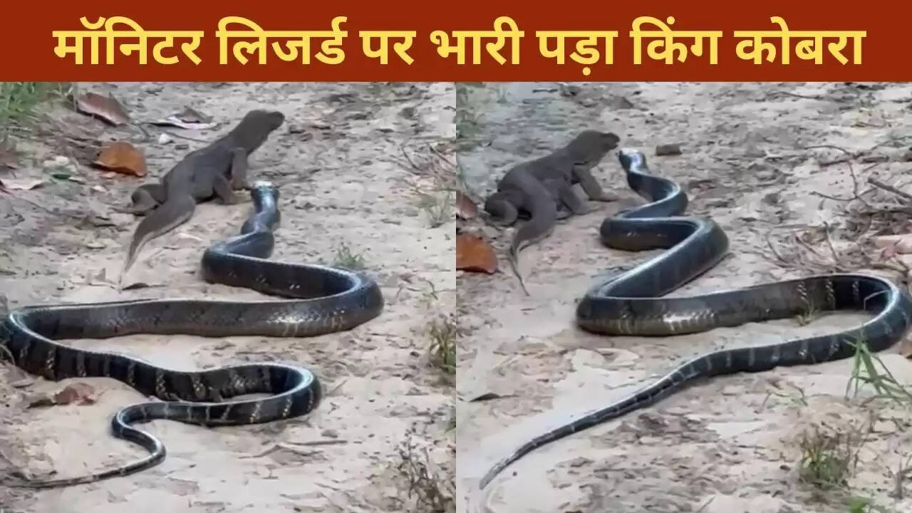 किंग कोबरा ने मॉनिटर लिजर्ड का किया शिकार, वायरल वीडियो ने मचाई हलचल