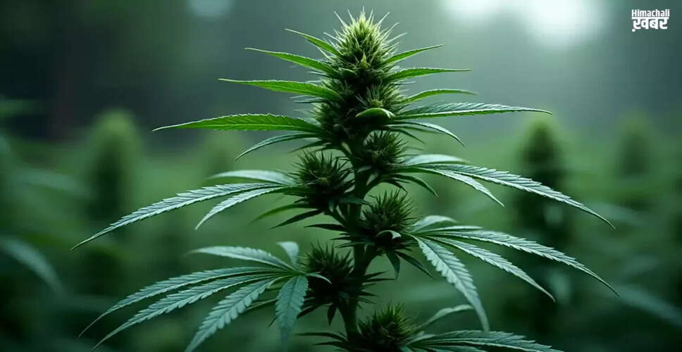 आयुर्वेद में भांग: स्वास्थ्य के लिए फायदेमंद पौधा