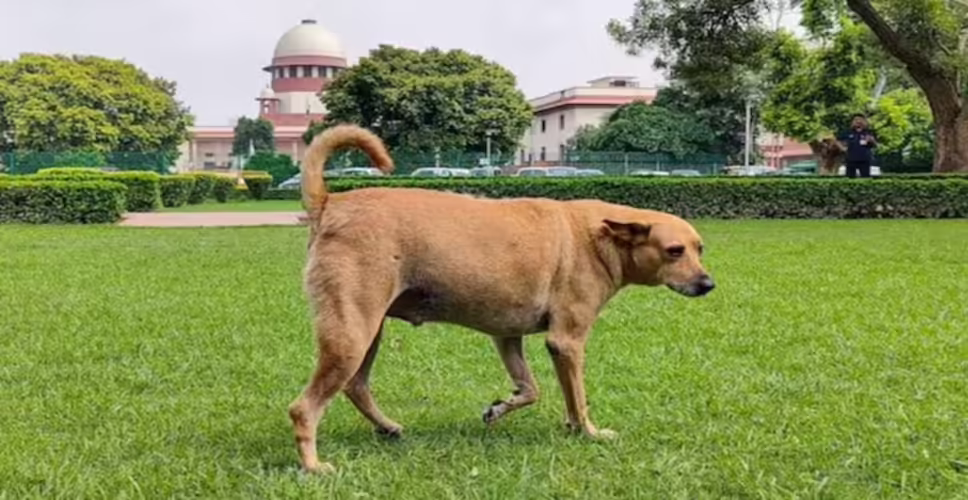 सुप्रीम कोर्ट में आवारा कुत्तों के मुद्दे पर सुनवाई जारी