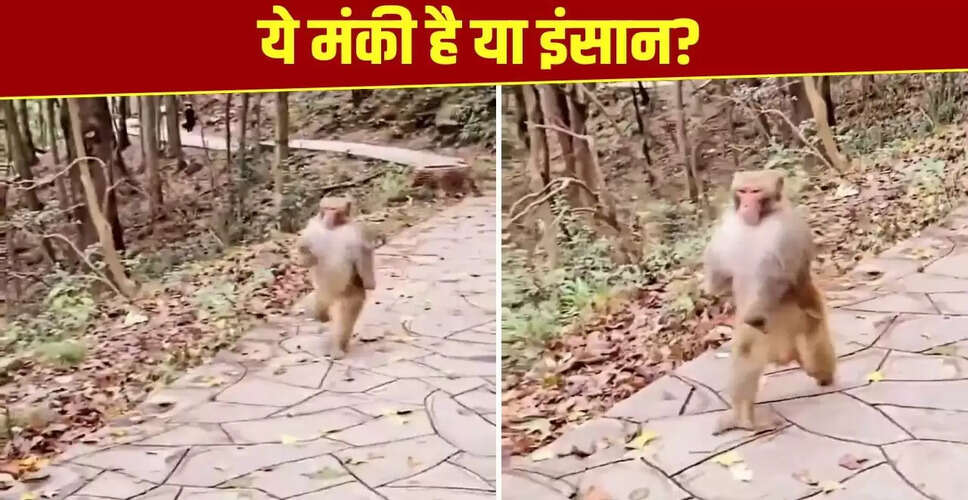 बंदर का इंसानों की तरह दौड़ने वाला वीडियो हुआ वायरल, जानें इसकी कहानी
